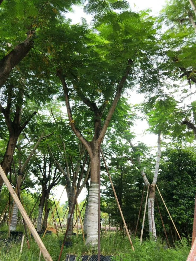 广东普宁凤凰木，现挖现发，基地直发，品质保证，量大从优