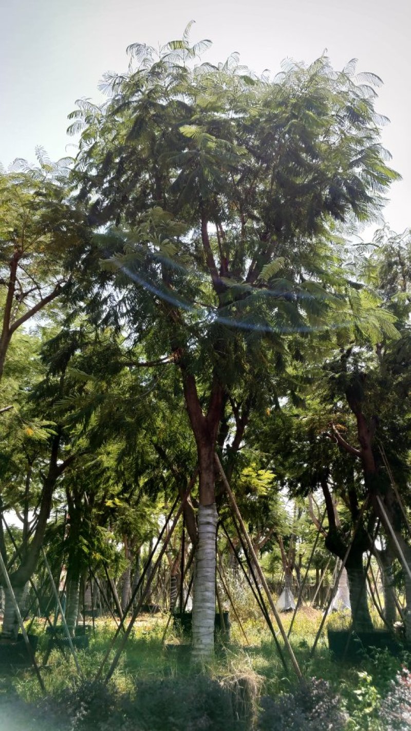 广东普宁凤凰木，现挖现发，基地直发，品质保证，量大从优