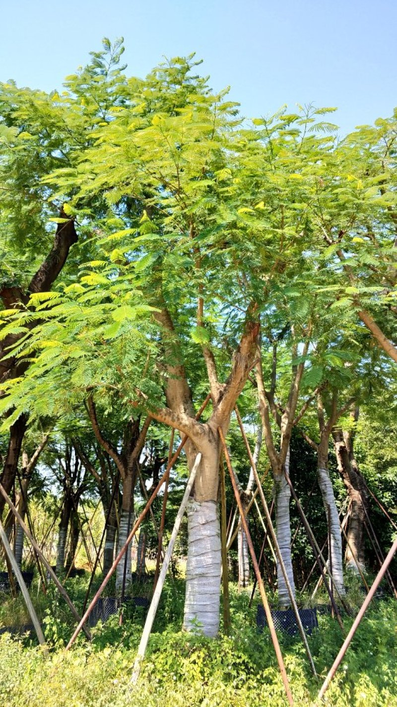 广东普宁凤凰木，现挖现发，基地直发，品质保证，量大从优