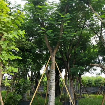 广东普宁凤凰木，现挖现发，基地直发，品质保证，量大从优