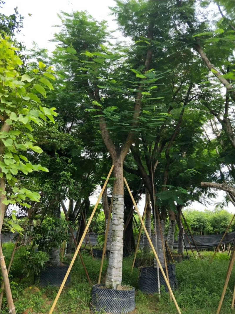 广东普宁凤凰木，现挖现发，基地直发，品质保证，量大从优