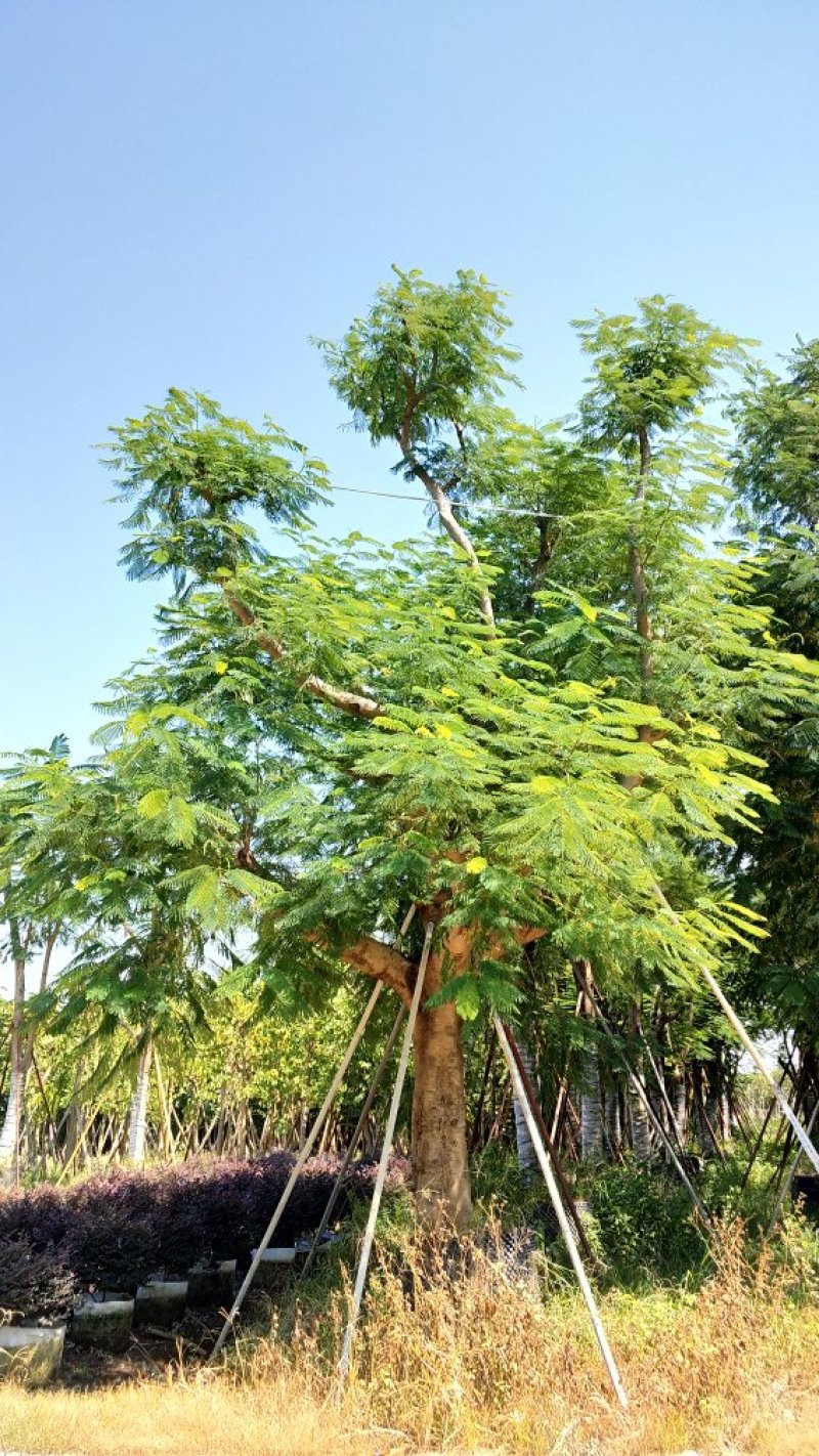 广东普宁凤凰木，现挖现发，基地直发，品质保证，量大从优