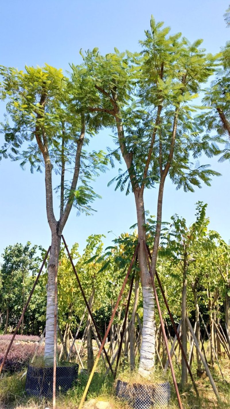 广东普宁凤凰木，现挖现发，基地直发，品质保证，量大从优