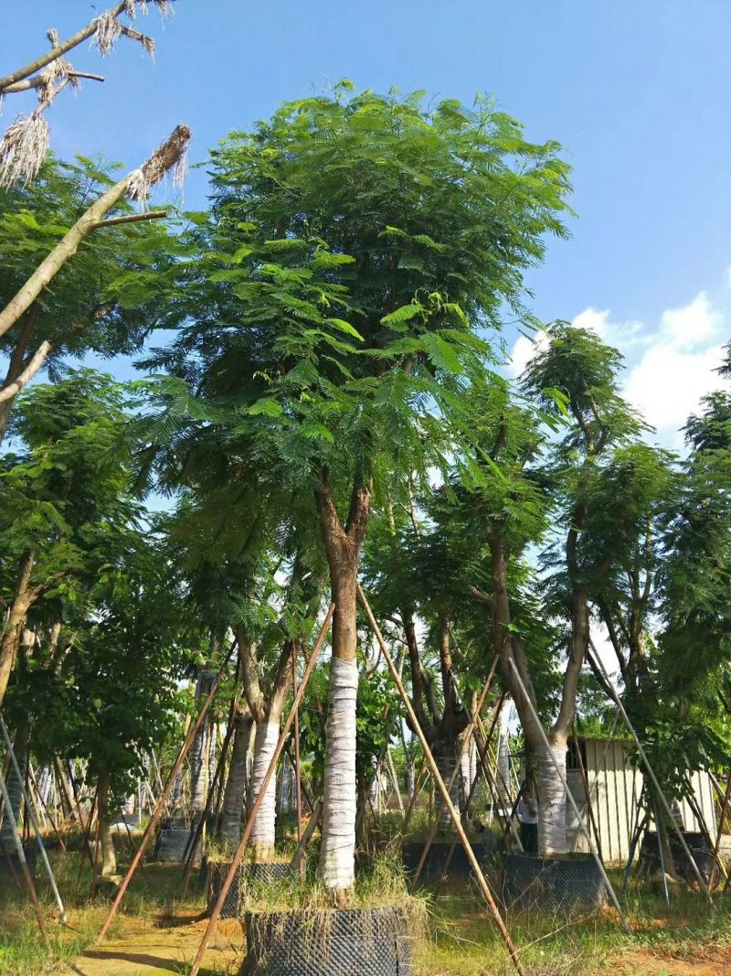 广东普宁凤凰木，现挖现发，基地直发，品质保证，量大从优
