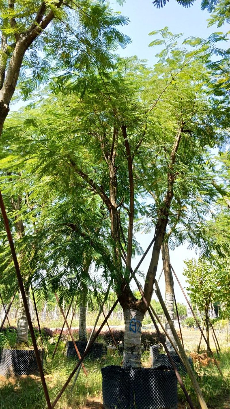 广东普宁凤凰木，现挖现发，基地直发，品质保证，量大从优