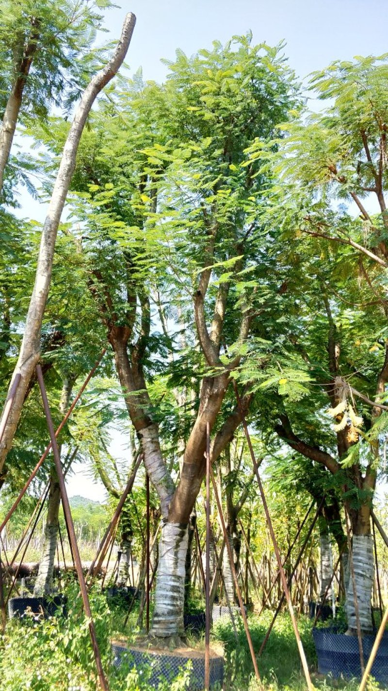 广东普宁凤凰木，现挖现发，基地直发，品质保证，量大从优