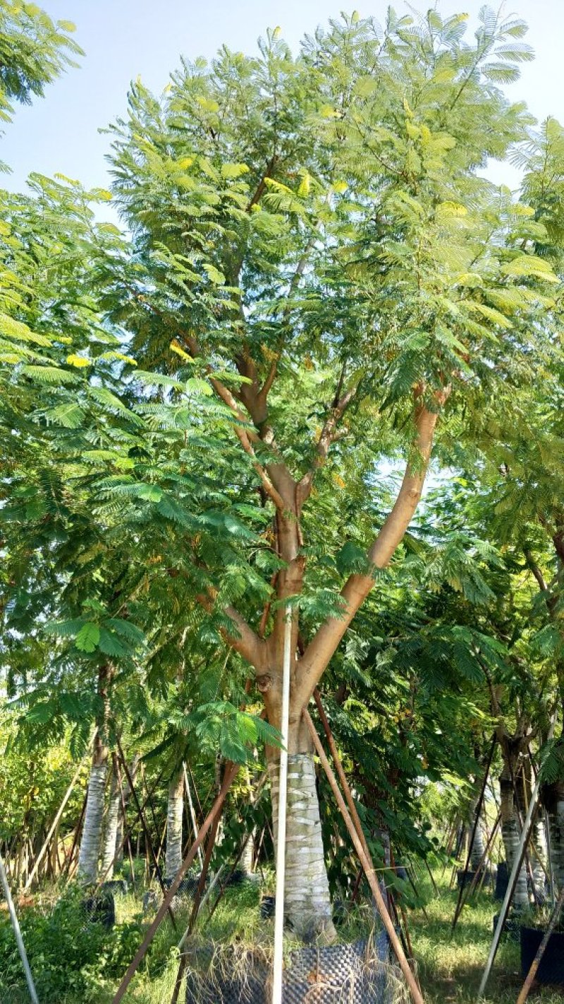 广东普宁凤凰木，现挖现发，基地直发，品质保证，量大从优