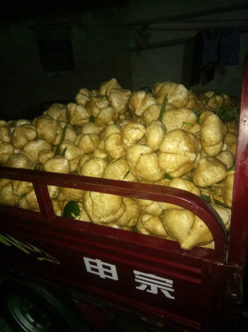凉薯，又名地瓜，脆而甜