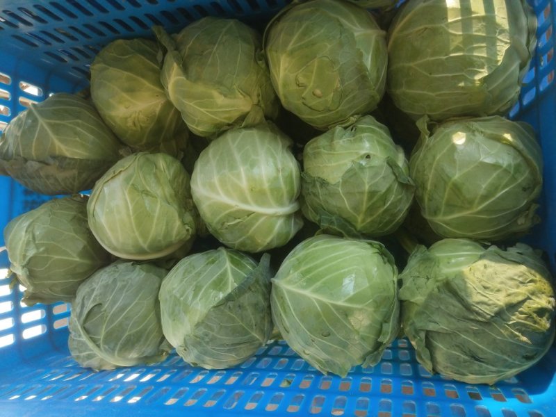 白菜、甘蓝、青椒、西兰花