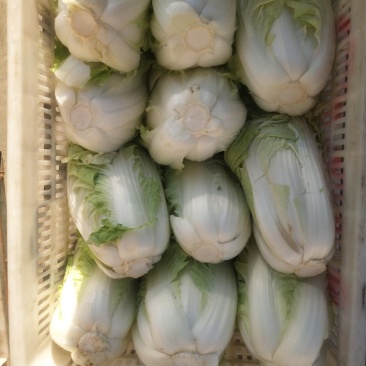 白菜、甘蓝、青椒、西兰花