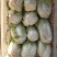 白菜、甘蓝、青椒、西兰花
