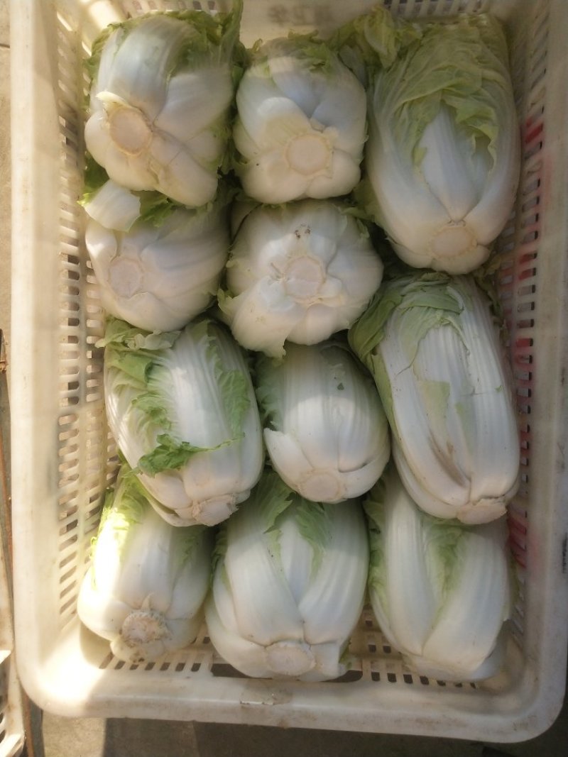 白菜、甘蓝、青椒、西兰花
