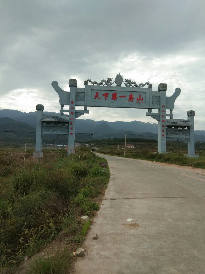 野生葛花，产麻阳西晃山“天下第一山，”晒干金黄色颗粒清洁