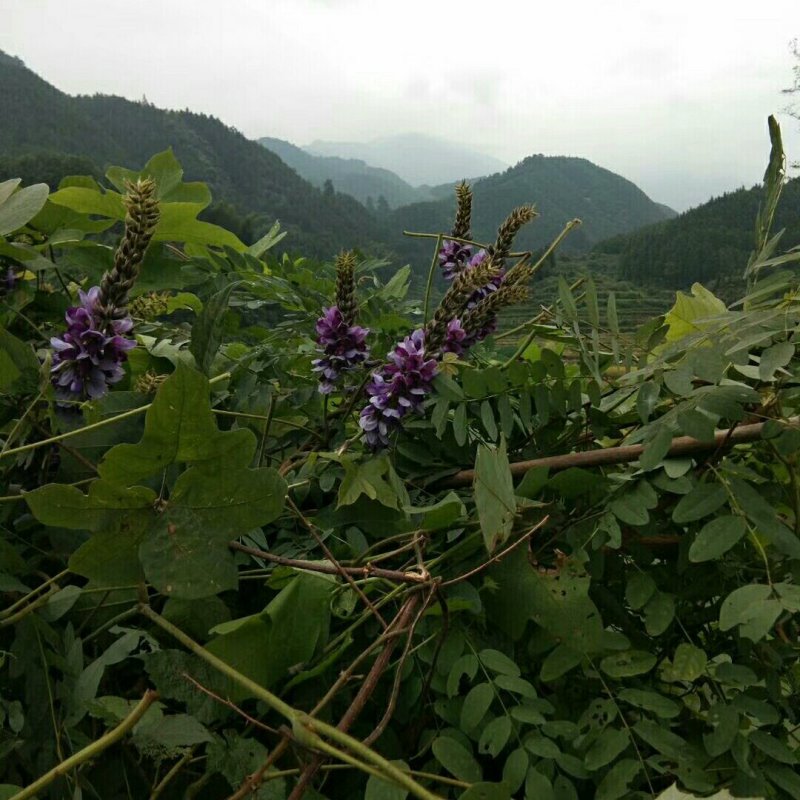 野生葛花，产麻阳西晃山“天下第一山，”晒干金黄色颗粒清洁