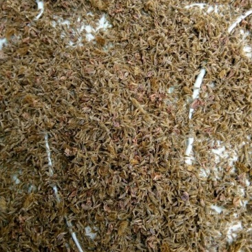 野生葛花，产麻阳西晃山“天下第一山，”晒干金黄色颗粒清洁