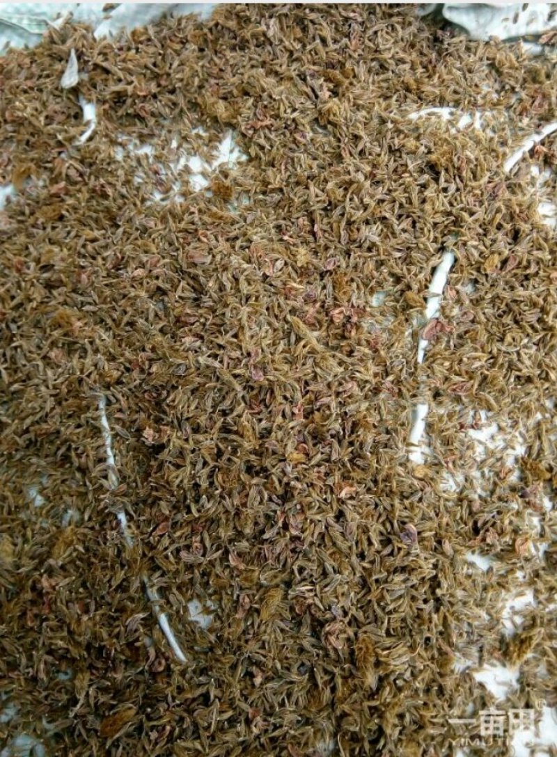 野生葛花，产麻阳西晃山“天下第一山，”晒干金黄色颗粒清洁