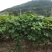 野生葛花，产麻阳西晃山“天下第一山，”晒干金黄色颗粒清洁