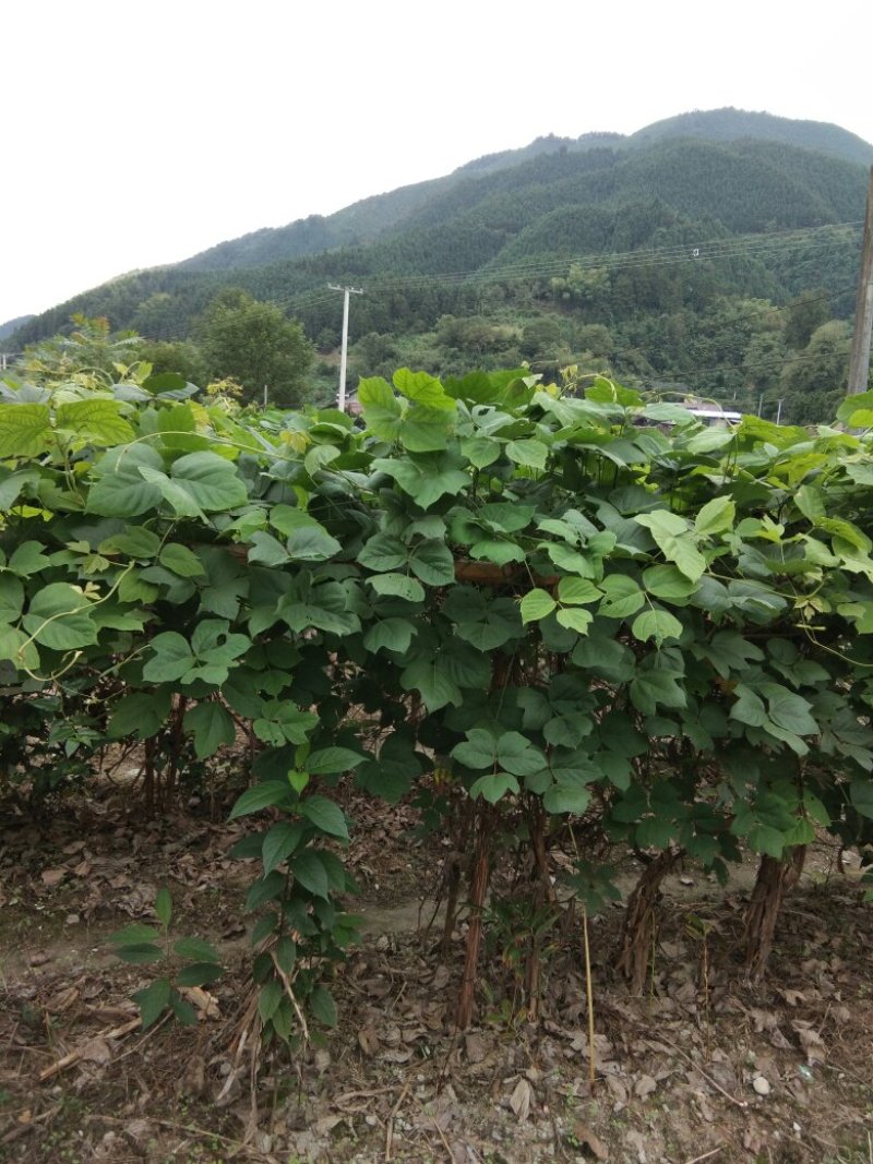 野生葛花，产麻阳西晃山“天下第一山，”晒干金黄色颗粒清洁