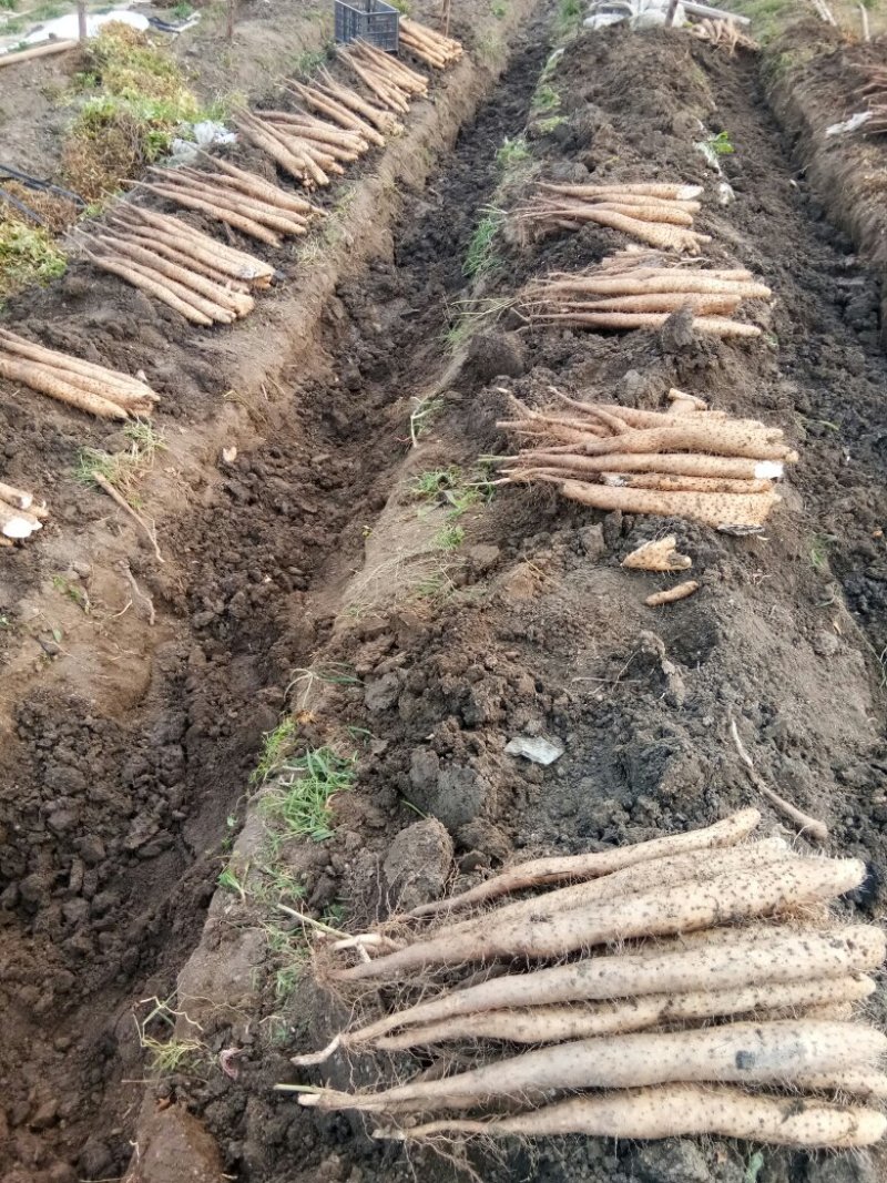 大量供应山药常年供货