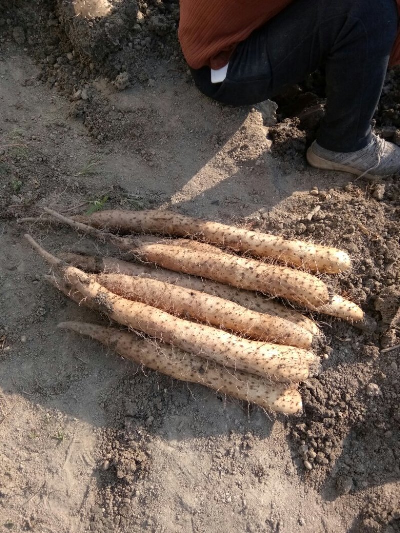 大量供应山药常年供货