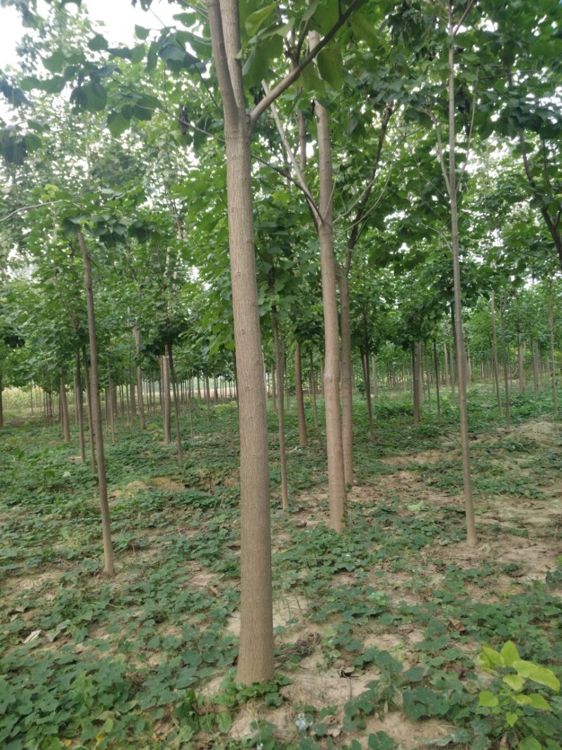 梓树楸树