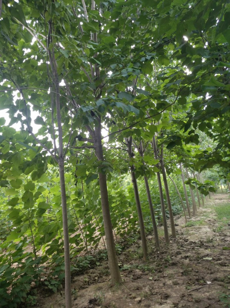 梓树楸树