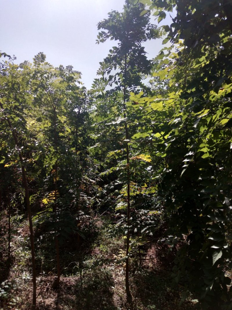 栾树