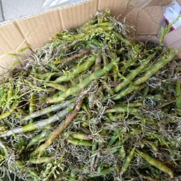 珍虫石斛一手货源，肉质饱满，一手货源，批发