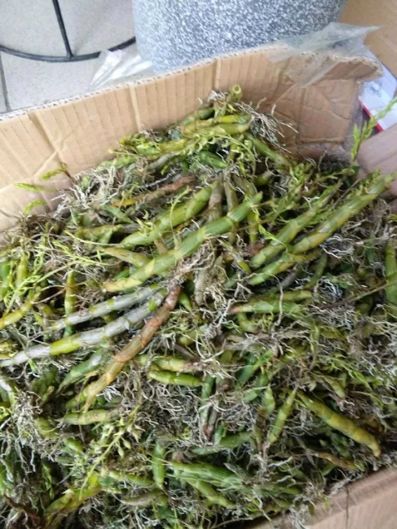 珍虫石斛一手货源，肉质饱满，一手货源，批发