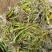珍虫石斛一手货源，肉质饱满，一手货源，批发