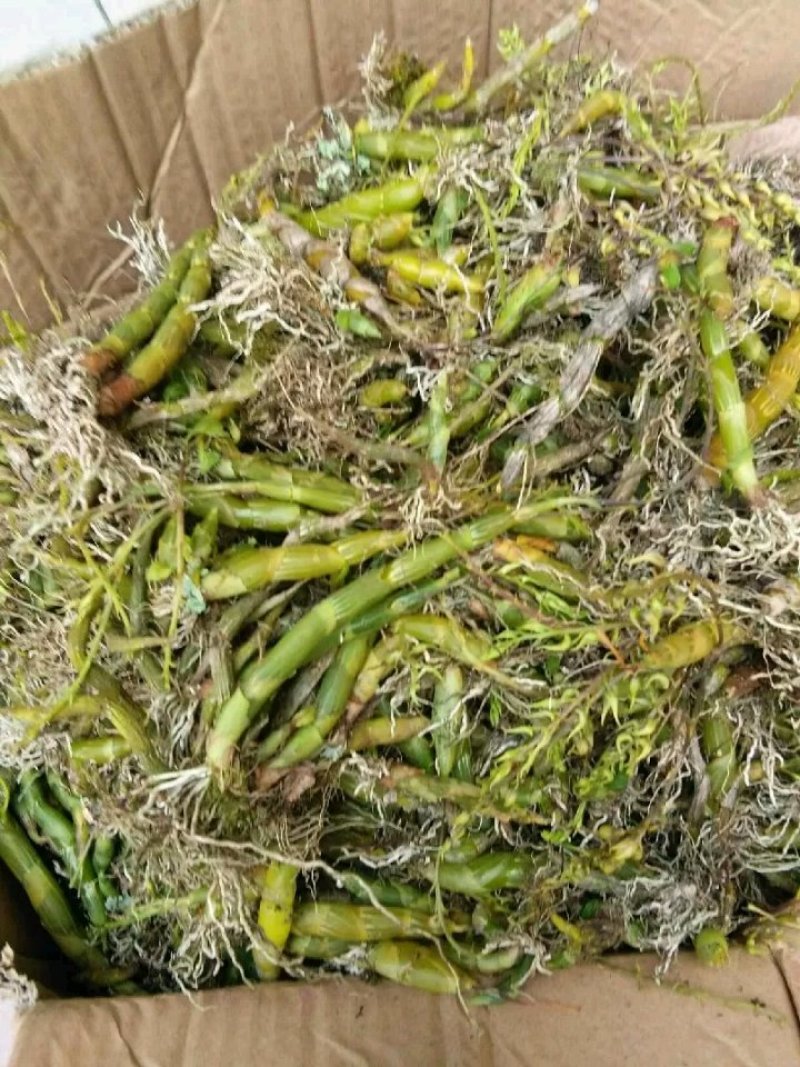 珍虫石斛一手货源，肉质饱满，一手货源，批发
