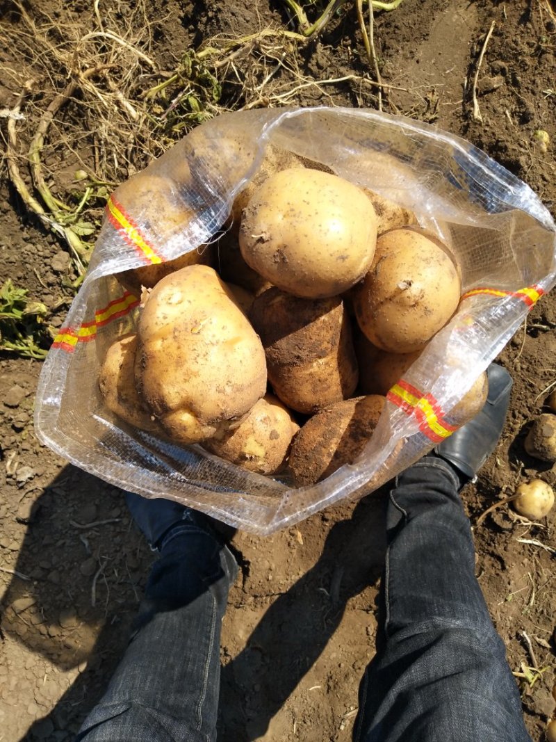 大量供应延暑四号土豆延暑杠二，杠三七土豆