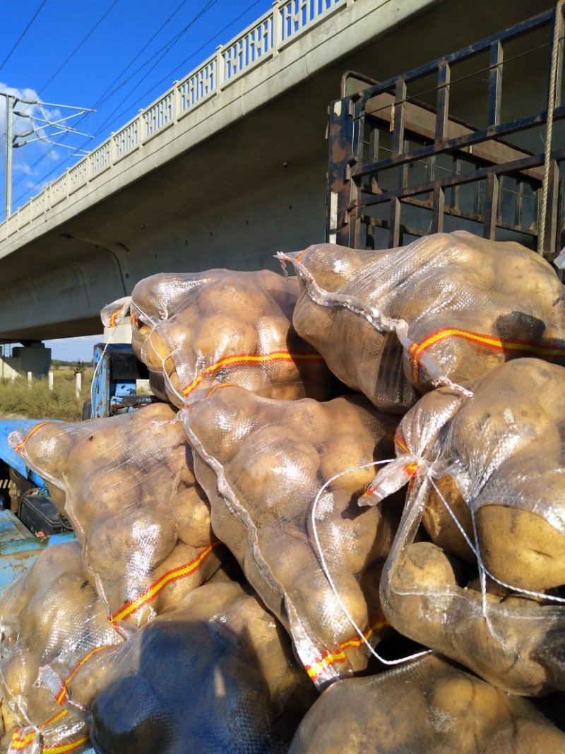 大量供应延暑四号土豆延暑杠二，杠三七土豆
