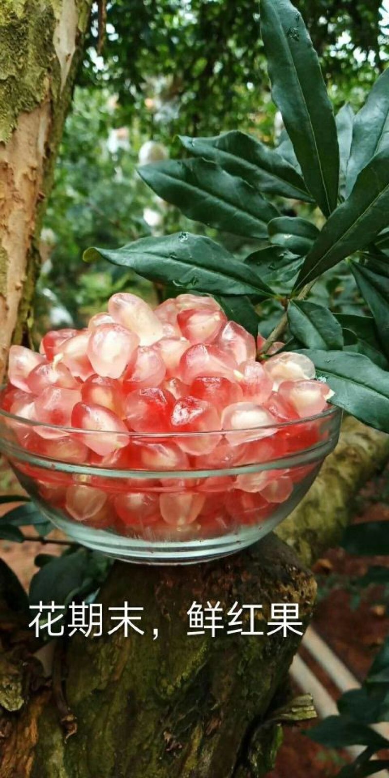 云南蒙自甜石榴