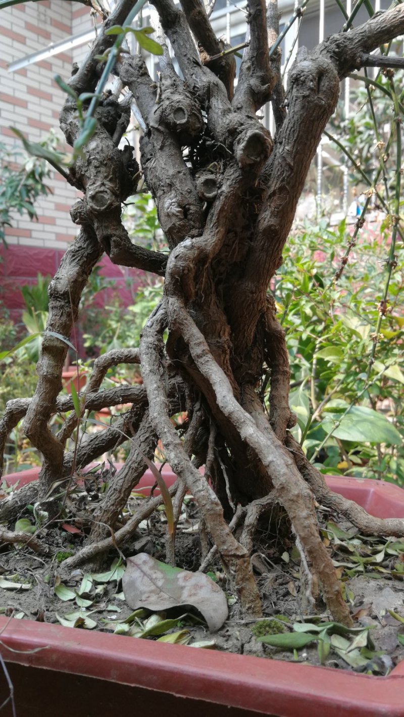 迎春花