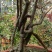 迎春花