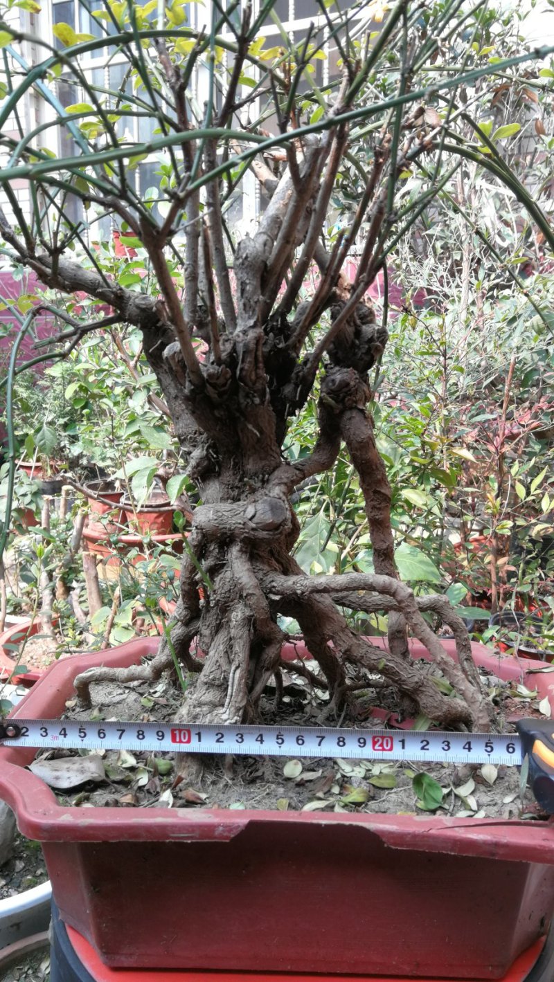 迎春花