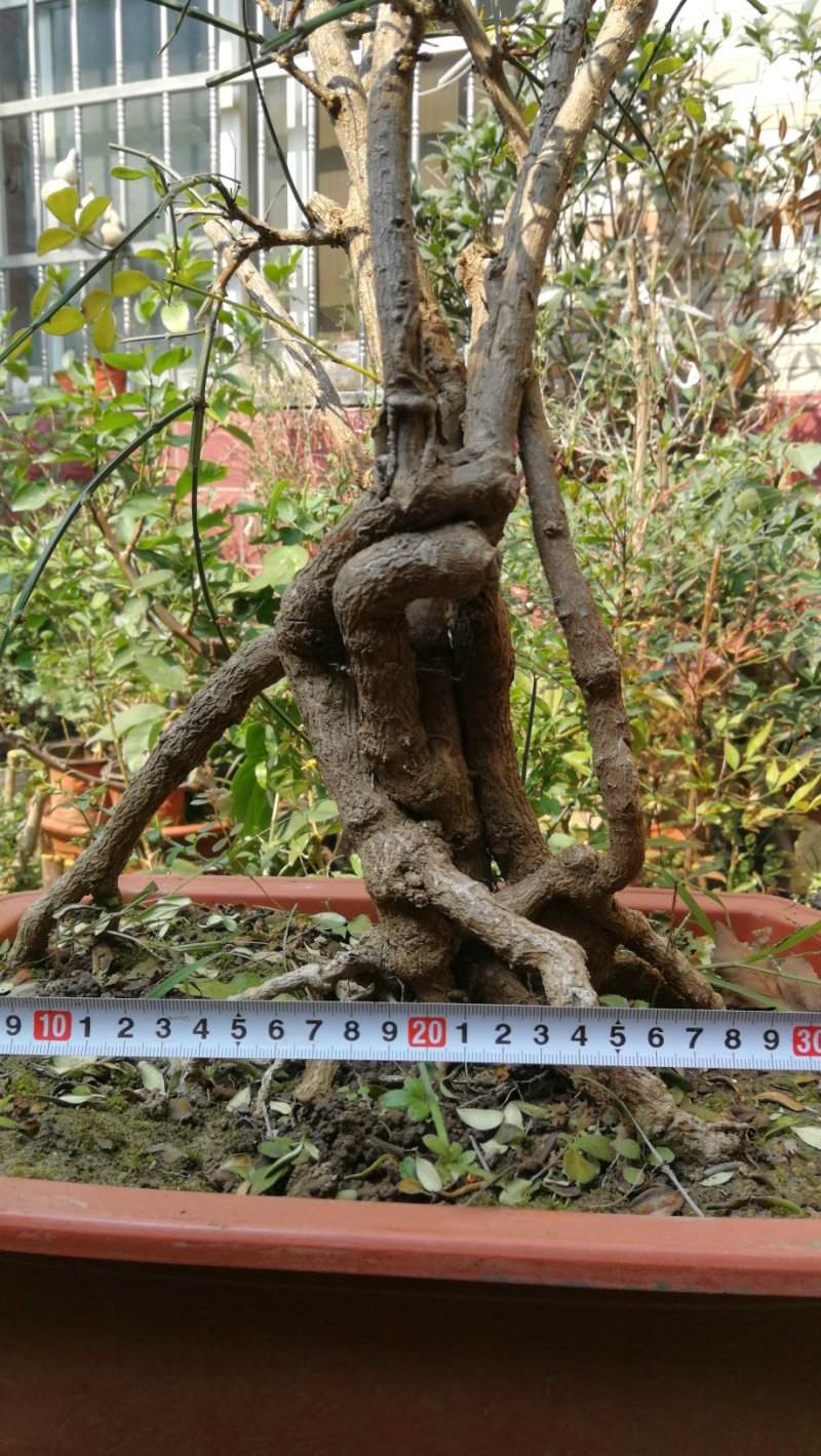迎春花