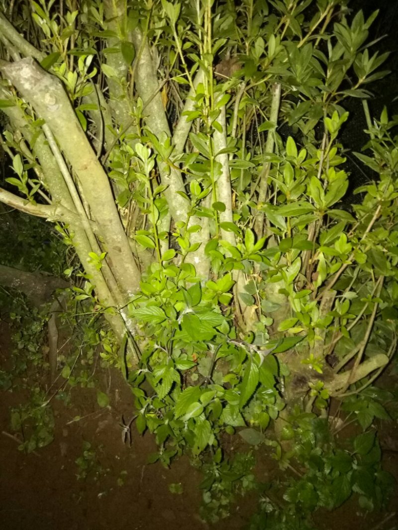 映山红，黄杨，杜鹃，需要的请联系