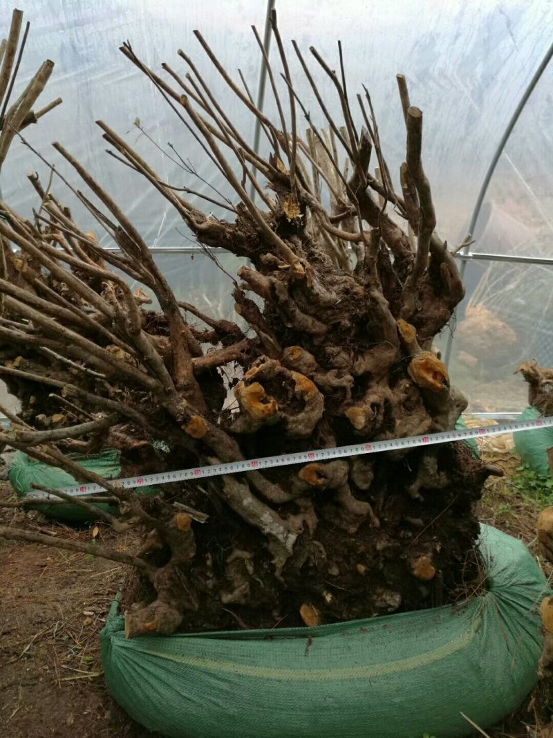 映山红，黄杨，杜鹃，需要的请联系