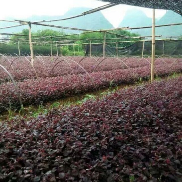 广西荔浦市红花继木小苗自家的苗直扯直发货