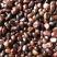 芍药籽芍药花籽2021年新籽发芽率有保障