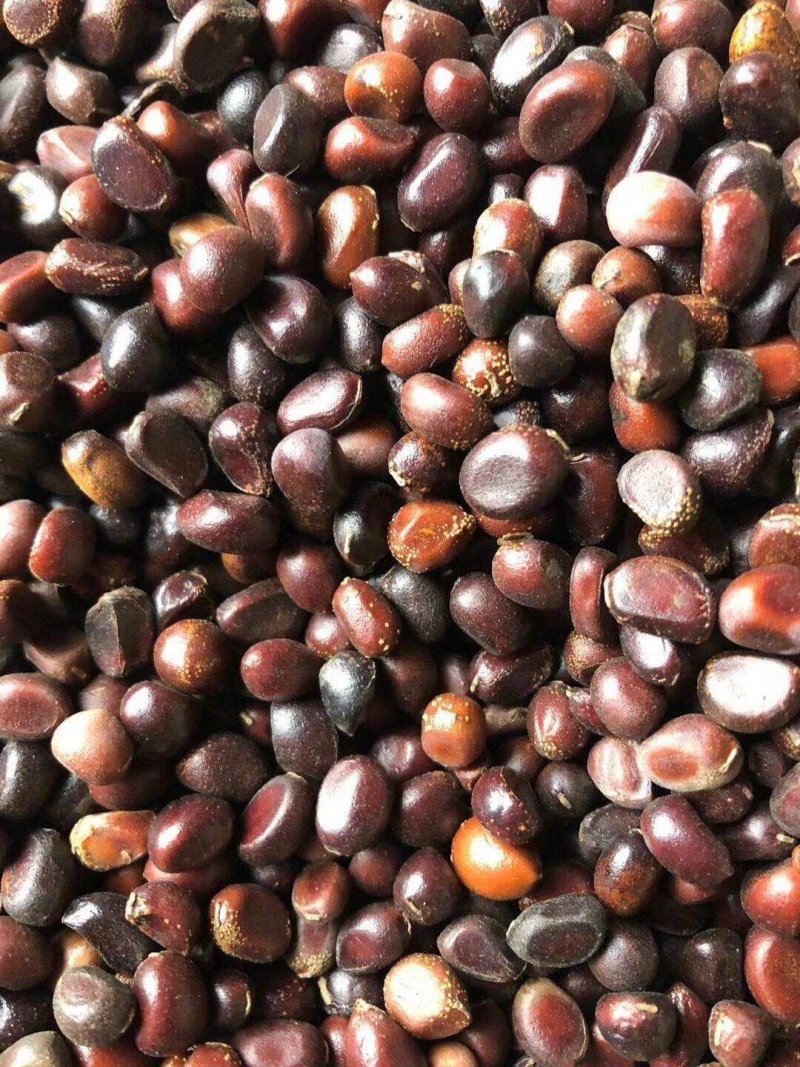 芍药籽芍药花籽2021年新籽发芽率有保障