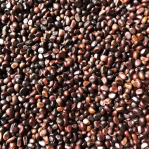 芍药籽芍药花籽2021年新籽发芽率有保障