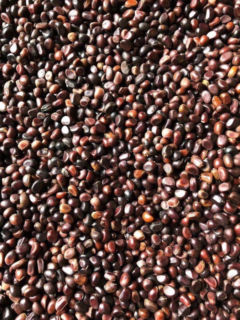 芍药籽芍药花籽2021年新籽发芽率有保障