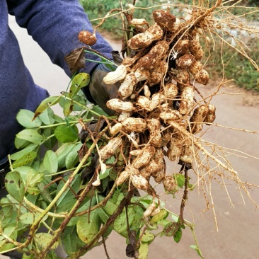 精品两粒红花生以大量上市