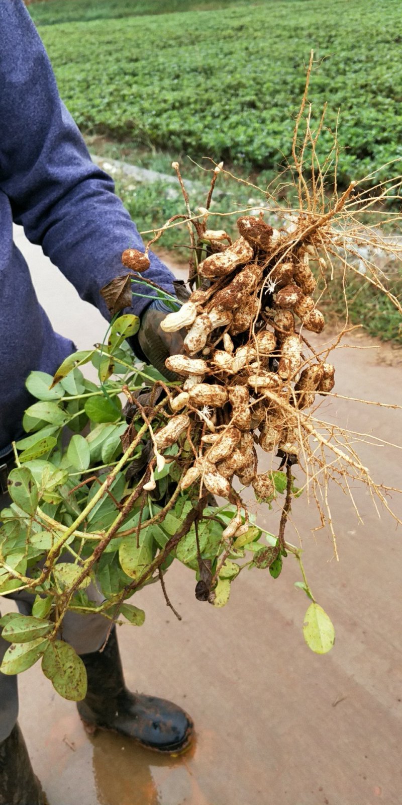 精品两粒红花生以大量上市