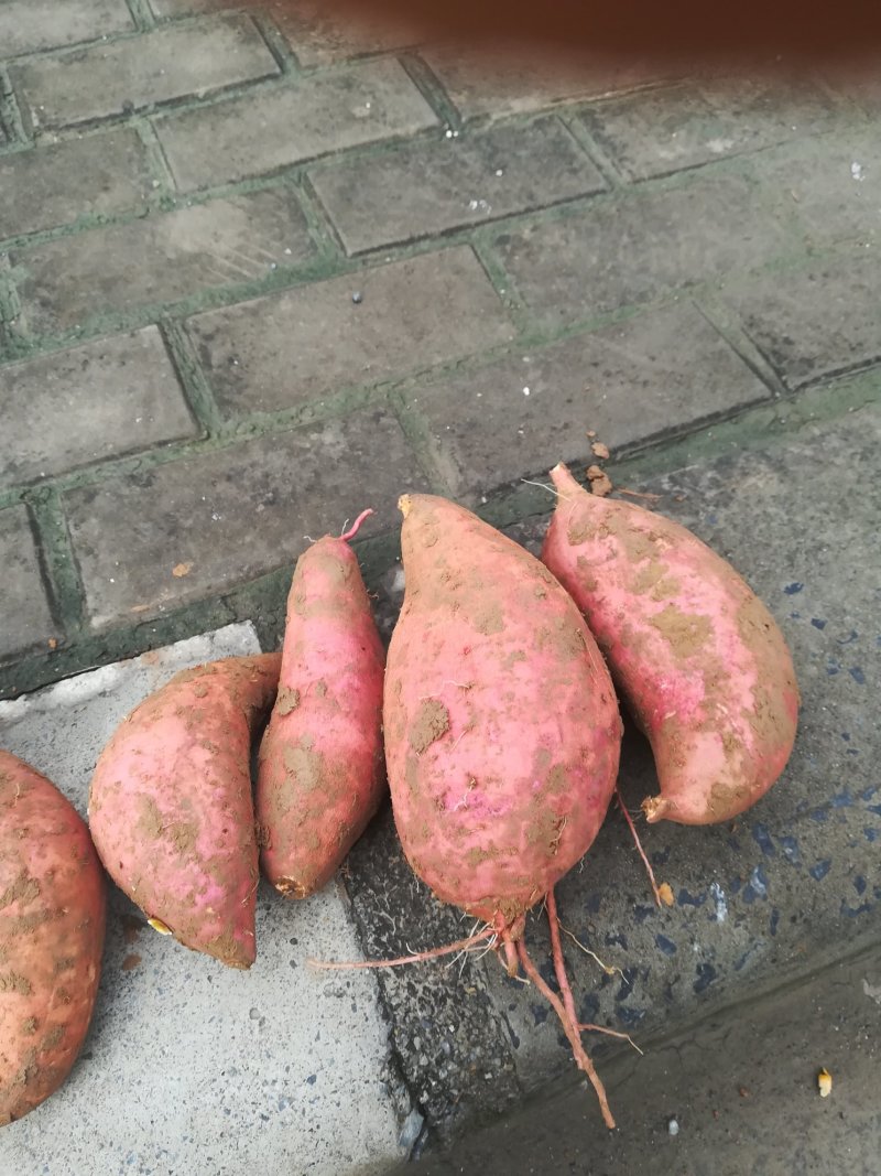 龙九红署，开始出售，二两以上品质、达商品署