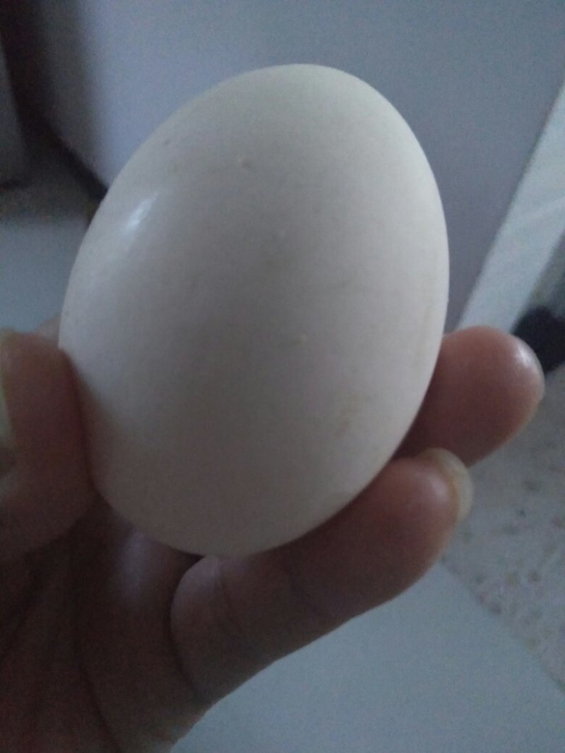 自家养殖无饲料鸡蛋