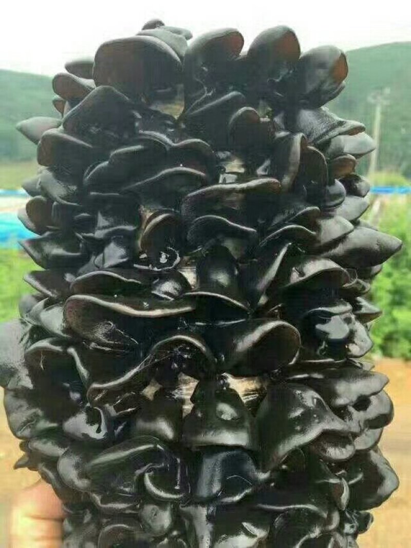 黑山秋耳